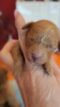 Welpe Brownie sucht ein Zuhause