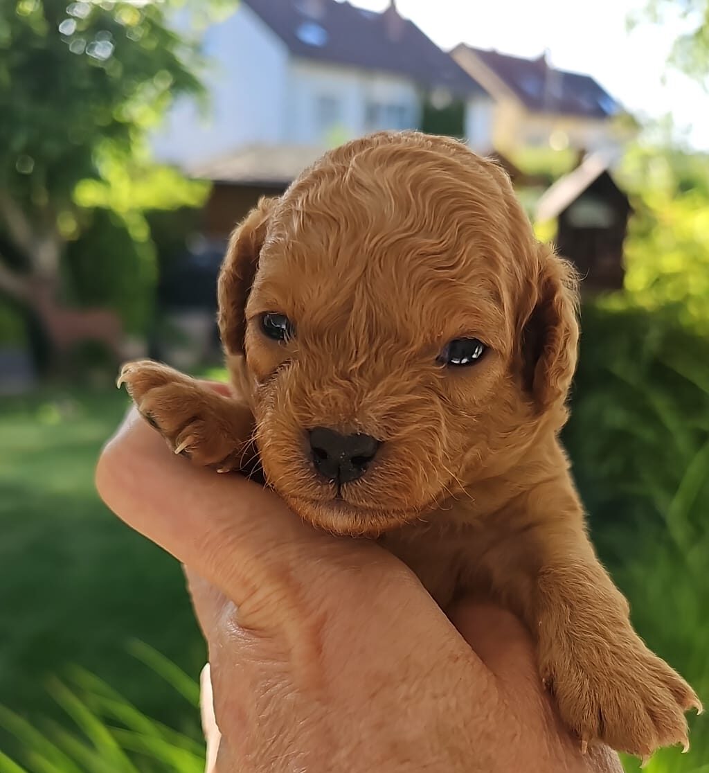 Welpe Brownie sucht ein Zuhause
