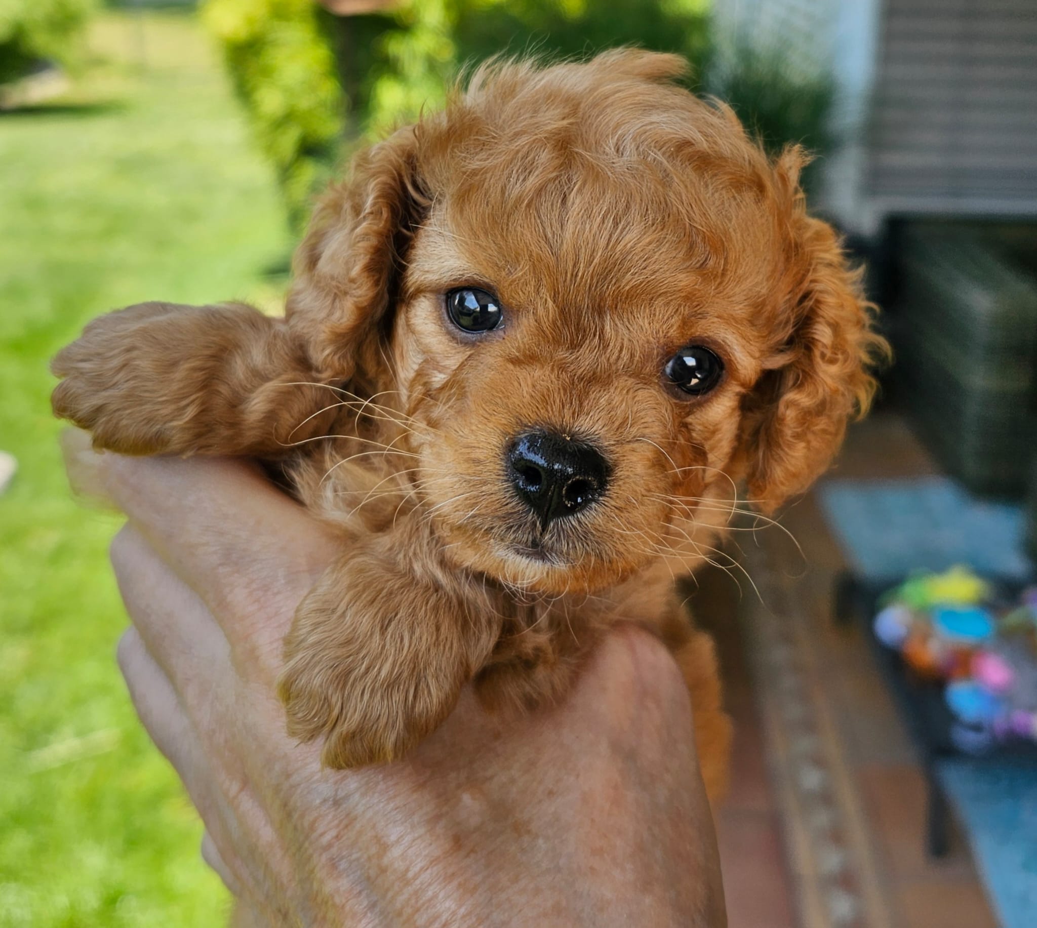 Welpe Brownie sucht ein Zuhause